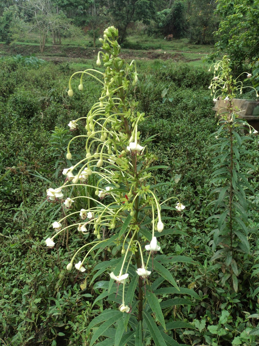 Clerodendrum indicum (L.) Kuntze